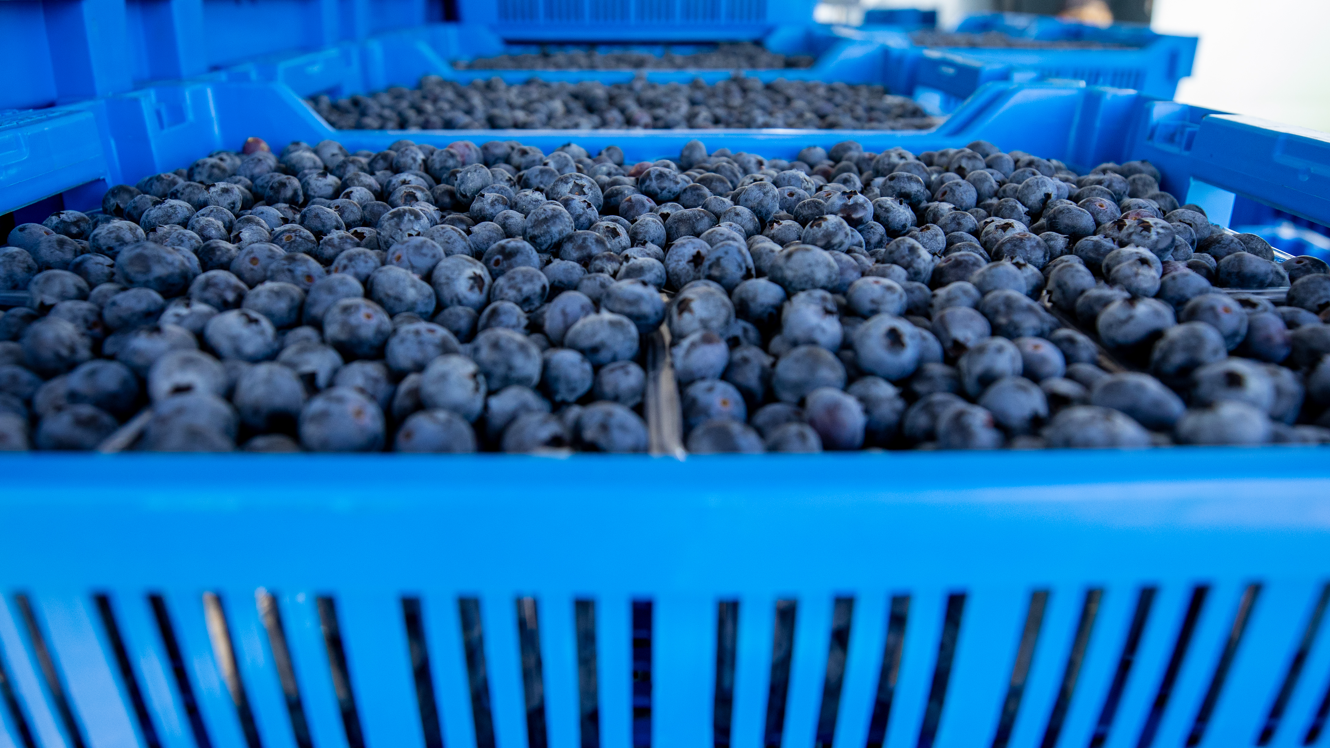 Adele Training Farm blueberry harvest update